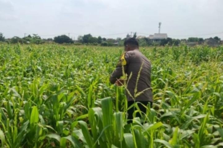Bentuk Dukungan Polsek Klari Terhadap Program Ketahanan Pangan Nasional?