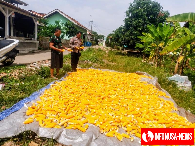 Bhabinkamtibmas Desa Wancimekar Monitoring Hasil Panen Raya Jagung Hibrida