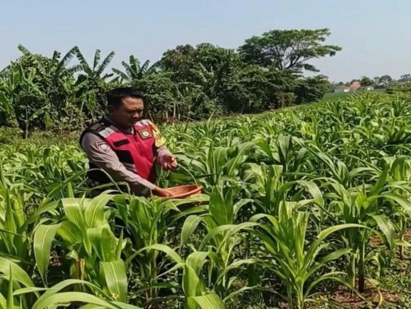 Bhabin Polsek Banyusari Bersama Petani Kembali Monitoring Pertumbuhan Tanaman Jagung