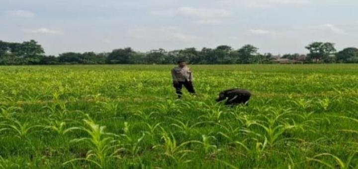 Bukti Nyata Dukung Swasembada Pangan Nasional, Personil Polsek Jatisari bersama Poktan Lakukan Pemberian Pupuk Tanaman Jagung