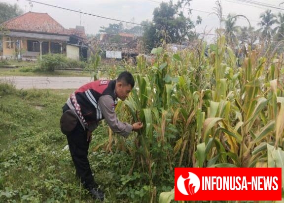 Upaya Pak Bhabinkamtibmas Polsek Banyusari Bersama Petani Monitoring Pertumbuhan Tanaman Jagung