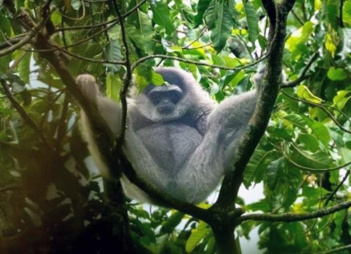 Menjaga Sunyi Hutan Sanggabuana, Saat Owa Jawa Kembali Terekam