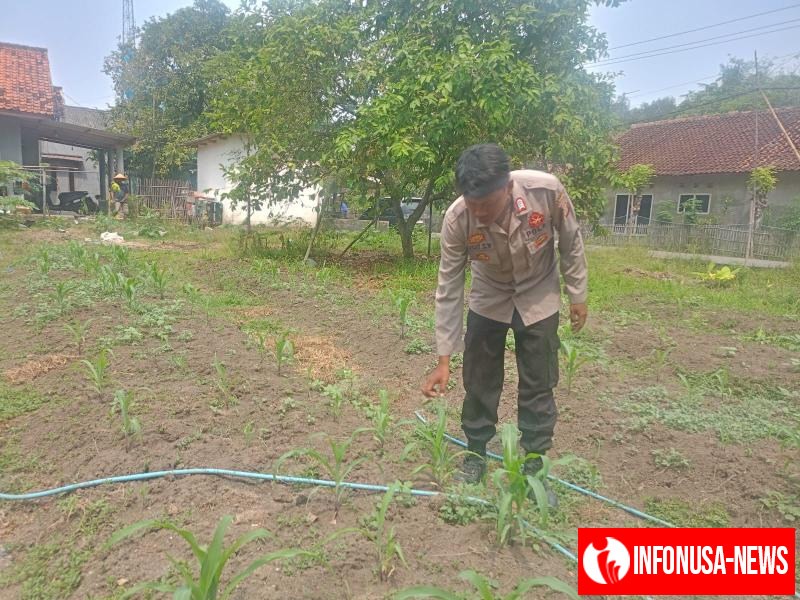 Upaya Anggota Polisi Polsek Batujaya melaksanakan Monitoring Pasca Penanaman Jagung di Desa Kutaampel