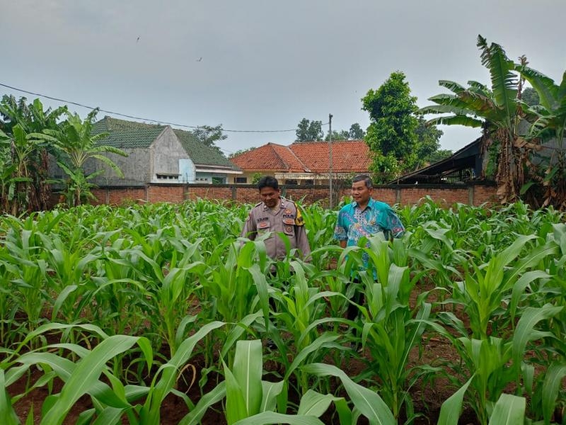 Dukung Program Ketahanan Pangan Nasional, Polsek Telagasari Ikut Serta Dalam Upaya Budidaya Jagung Hibrida