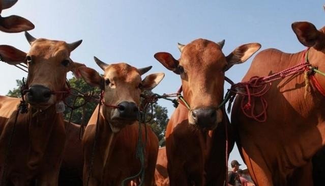 Sapi Kurban Presiden untuk Warga Karawang, Simbol Kepedulian di Hari Raya Idul Adha 2026