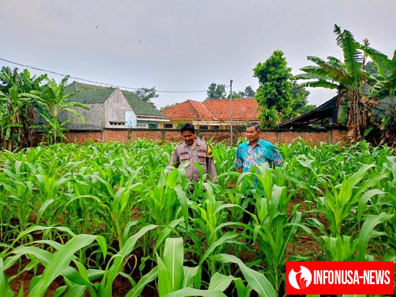 Dukung Ketahanan Pangan, Bhabinkamtibmas Polsek Telagasari Lakukan Perawatan Tanaman Jagung