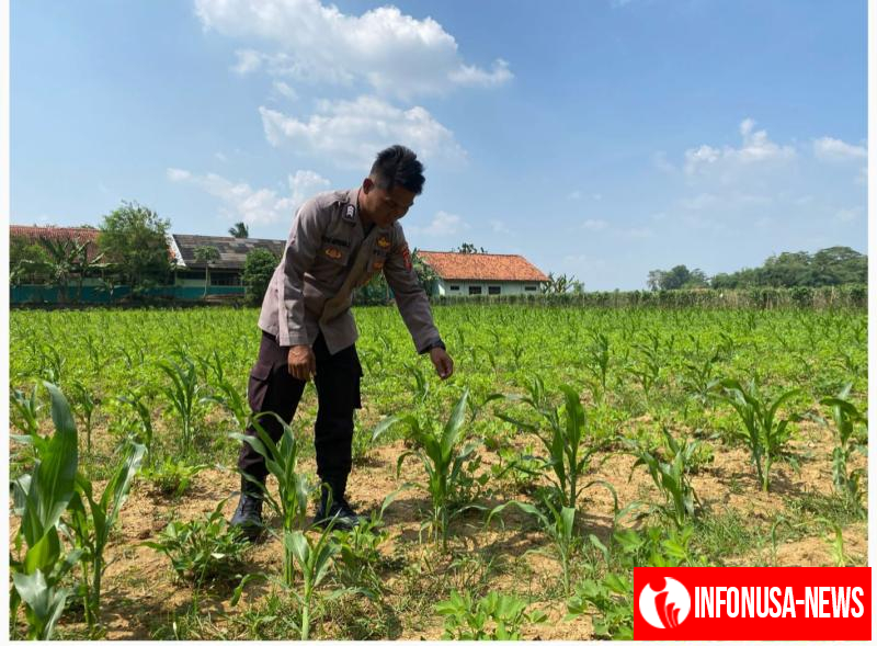 Dukung Swasembada Daerah, Polsek Pangkalan Galakan Program Ketahanan Pangan