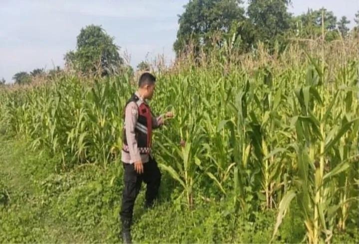 Pak Bhabin Polsek Banyusari Bersama Petani Monitoring Pertumbuhan Tanaman Jagung