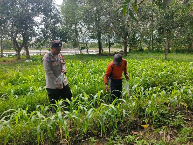Polsek Pedes Dukung Ketahanan Pangan, Bhabinkamtibmas Lakukan Pemupukan Jagung di Desa Tanjungsari