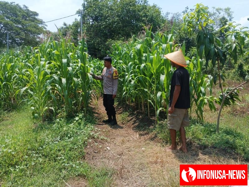 Anggota Polsek Batujaya melakukan Pengecekan Tanaman Jagung di Lahan LBS Desa Kutaampel Kecamatan Batujaya