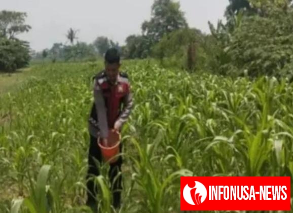 Terus Berupaya Lakukan Sinergitas Polri Melaksanakan Penyiraman Pohon Jagung Desa Gempol
