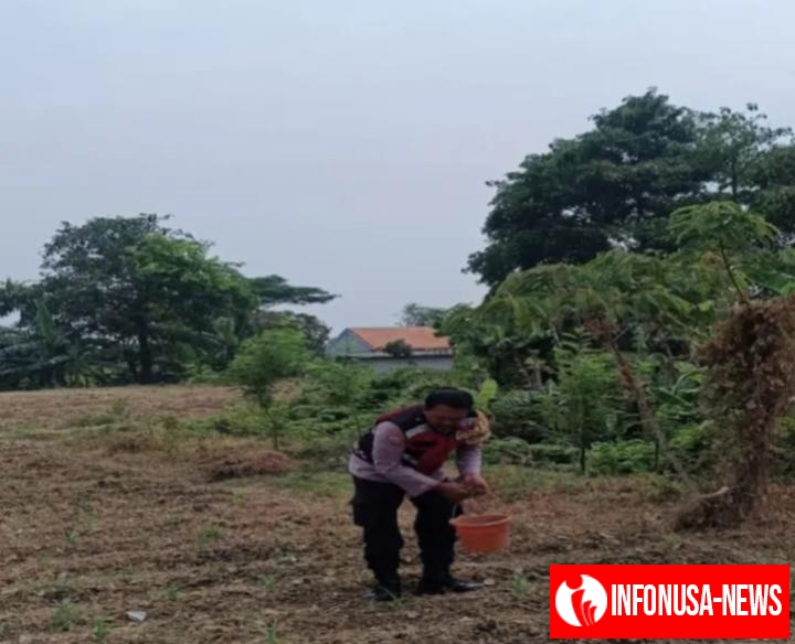 Aipda Abdul Rahman Dalam Upaya Sinergitas Polri Bersama Warga Desa Gempol Melaksanakan Penanaman Pohon Jagung