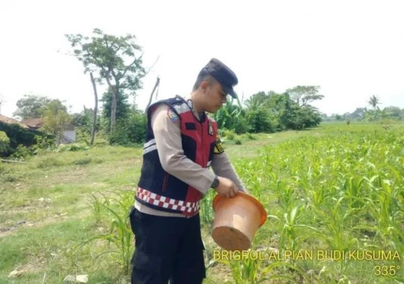Bhabinkamtibmas Polsek Banyusari Bersama Petani Monitoring Pertumbuhan Tanaman Jagung