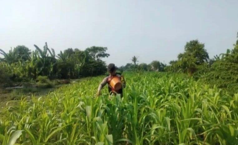 Upaya Polisi Anggota Polsek Banyusari Bersama Petani Monitoring Pertumbuhan Tanaman Jagung