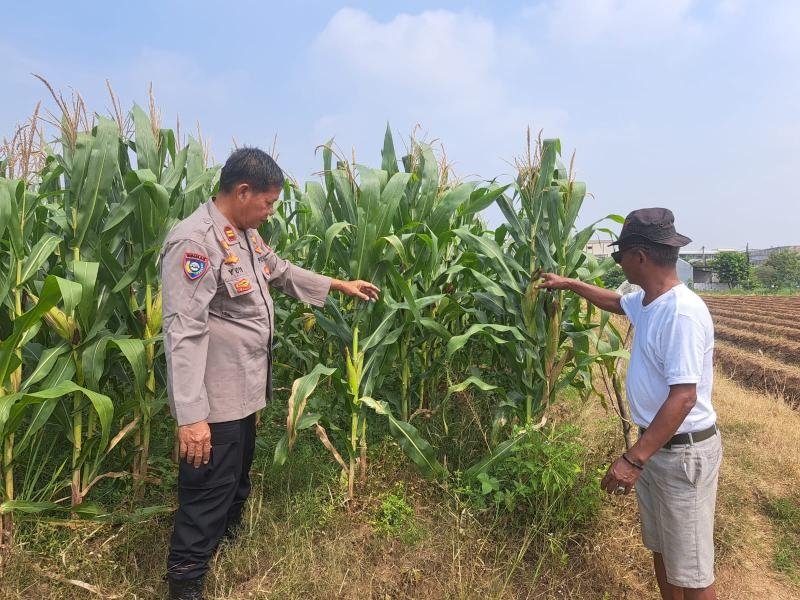 Polsek Telukjambe Dukung Program Ketahanan Pangan Daerah melalui Cara Budidaya Jagung