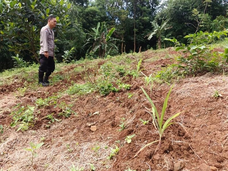 Personil Polsek Tegalwaru Monitoring Pertumbuhan Jagung Program 720 Hektar Polda Jabar