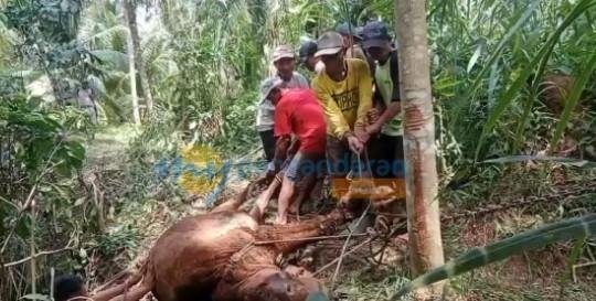 Terperosok ke Gua Sempit, Satu Sapi Warga Cimerak Pangandaran Tak Terselamatkan: Tabungan Kuliah Anak Pupus