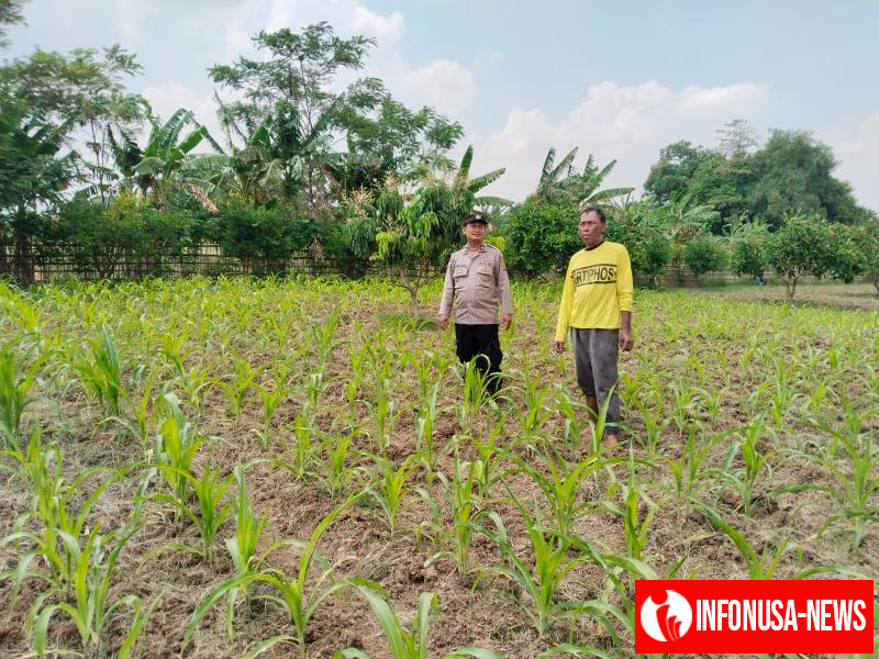 Pastikan Tumbuh Subur, Polsek Rengasdengklok Giat Pengecekan Tanaman Jagung Ketahanan Pangan