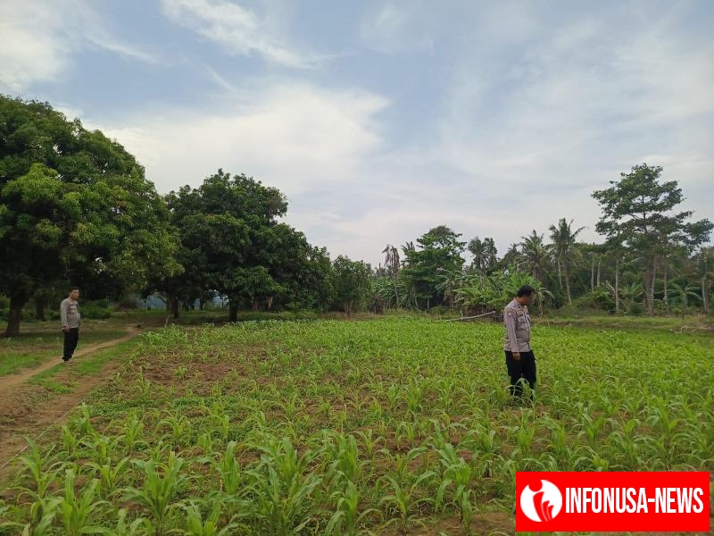 Monitoring Lahan sekaligus laksanakan perawaratan lahan yang ditanami jagung hibrida, guna dukung program pemerintah.