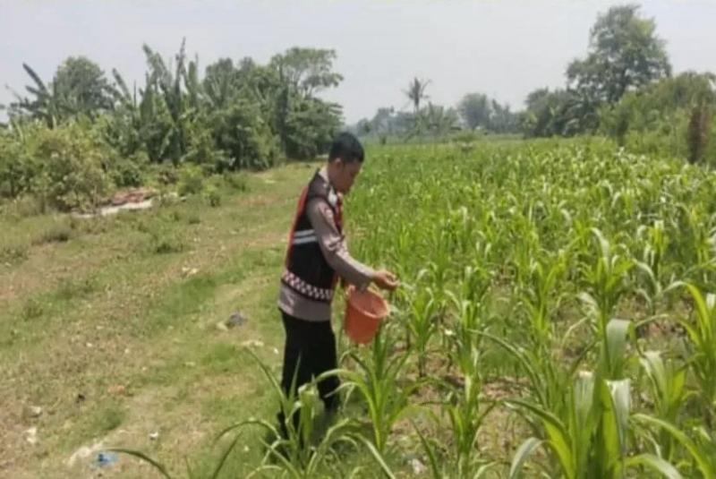 Anggota Polisi Polsek Banyusari Bersama Petani Monitoring Pertumbuhan Tanaman Jagung