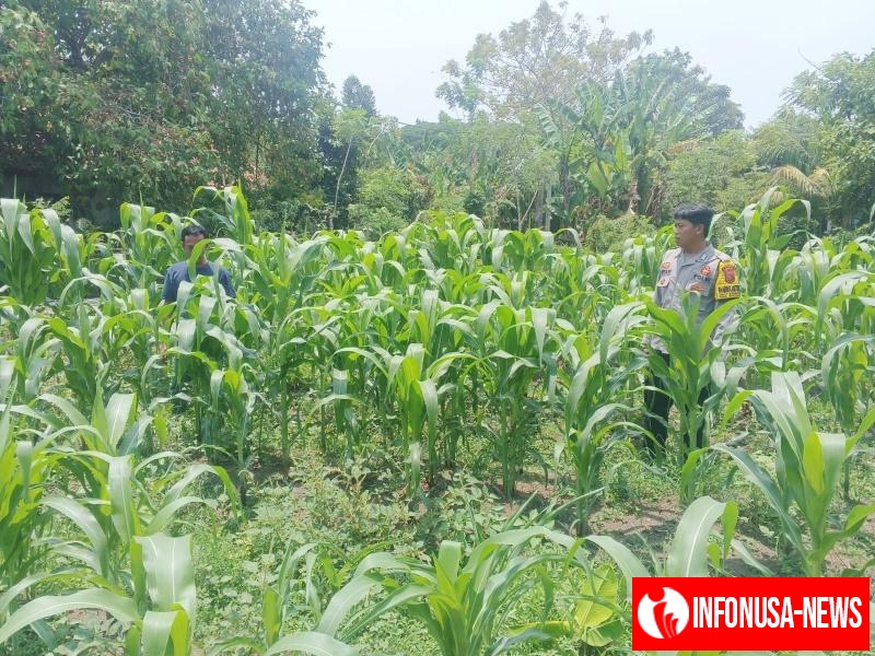 Anggota Polsek Batujaya Penyiraman Air untuk Tanaman Jagung di Lahan LBS di Wilayah Kecamatan Batujaya