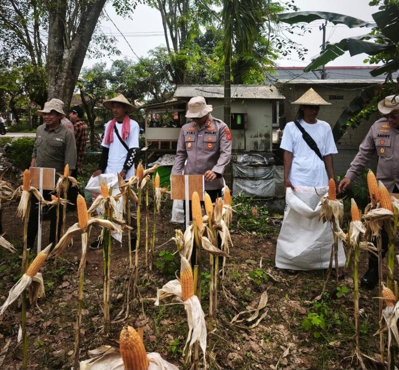 Dukung Swasembada dan Ketahanan Pangan, Satreskrim Polres Karawang Pantau Pertumbuhan Jagung di Wilayah Jatisari