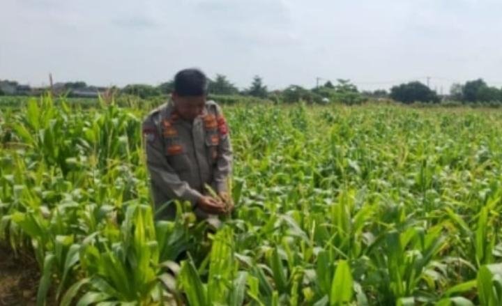 Panit Binmas Polsek Klari Tinjau Pertumbuhan Tanaman Jagung