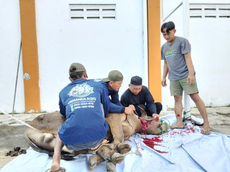 Semangat Berbagi Iduladha, SMK Tri Mitra Kotabaru Sembelih Dua Ekor Sapi Qurban