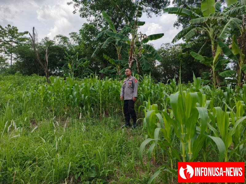 Personil Polsek Tegalwaru Monitoring Ketahanan Pangan Jenis Jagung di Wilayah Desa Kutamaneuh
