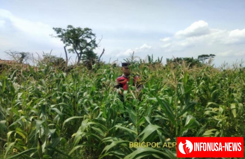 Upaya Perkuat Sinergitas Polri Melaksanakan Penyiraman Pohon Jagung Desa Gempolu