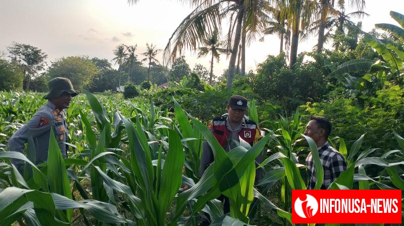 Anggota Polsek Batujaya melakukan Pengecekan Tanaman Jagung di Lahan LBS Desa Kutaampel Kecamatan Batujaya