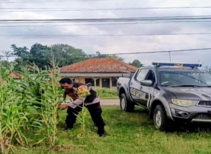 Upaya Pak Bhabin Polsek Banyusari Bersama Petani Monitoring Pertumbuhan Tanaman Jagung