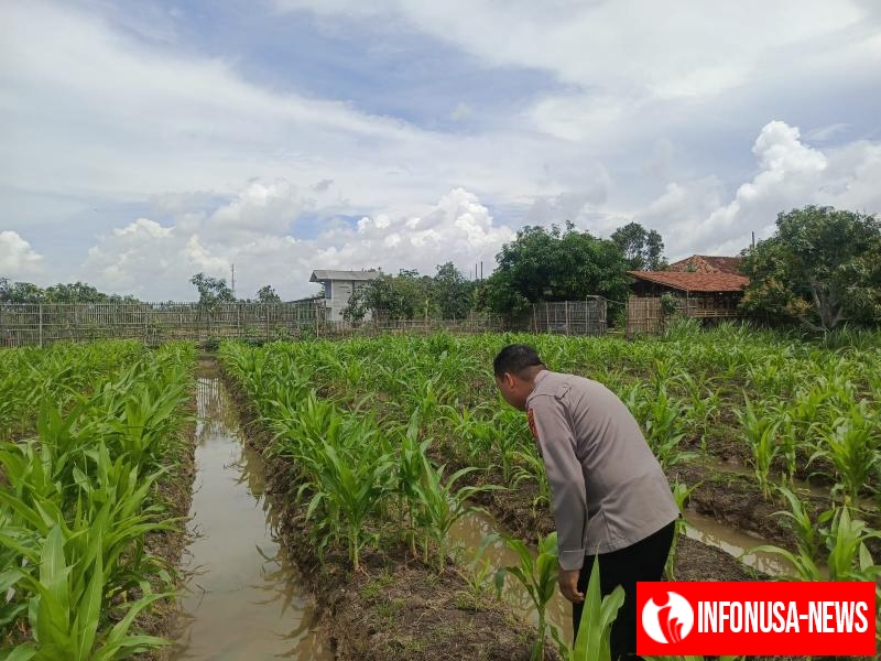 Bhabinkamtibmas Cek Lahan sekaligus laksanakan perawaratan lahan Yang akan ditanami jaagung hibrida, guna dukung program pemerintah.