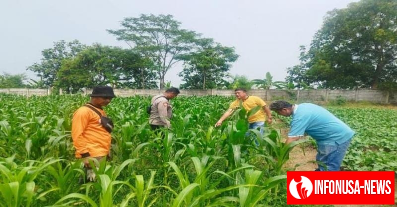 Memasuki tahap vegetatif akhir tanaman jagung hibrida personil Polsek Purwasari Polres Karawang Monitoring Lahan Jagung