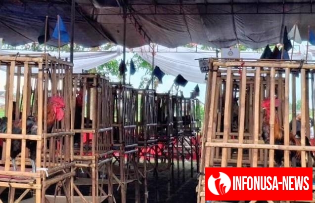 Kabupaten Sumedang Dipercaya Jadi Rumah Kontes Ayam Pelung Nasional MDC 2025