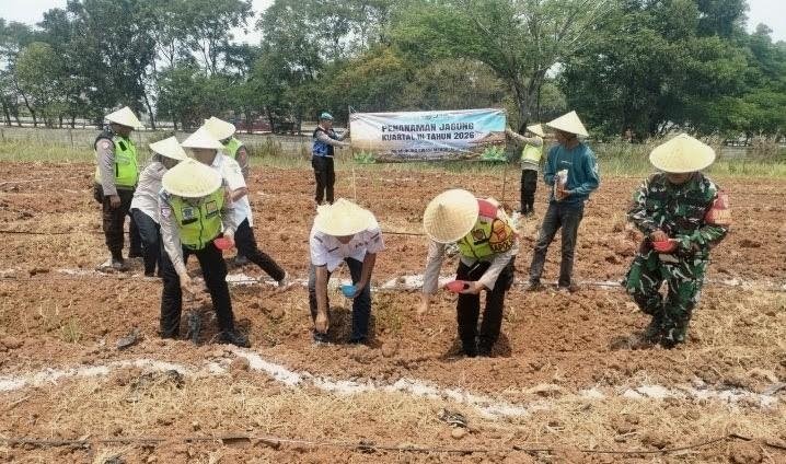 Dukung Swasembada Pangan Nasional, Polresta Karawang Tanam Jagung Seluas 5 Hektare di Lima Polsek Jajaran
