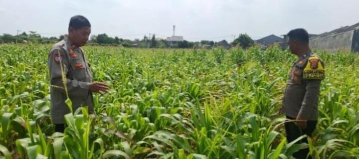 Tinjau Tanaman Jagung, Bukti Polsek Klari Fokus Dukung Program Swasembada Pangan Nadional