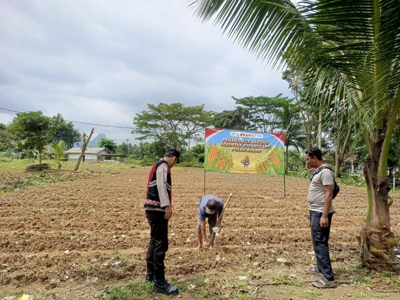 Dukung Ketahanan Pangan, Kapolsek Pangkalan bersama Poktan Monitoring Pertumbuhan Lahan Jagung di Desa Jatilaksana