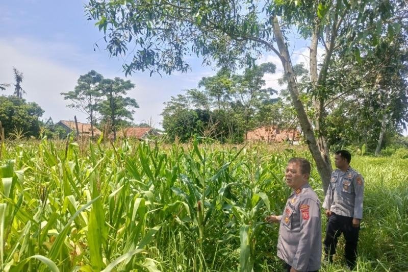 Pastikan Tanaman Jagung Hybrida Tumbuh Baik, Personil Polsek Tempuran Rawat Langsung Lahan Jagung.