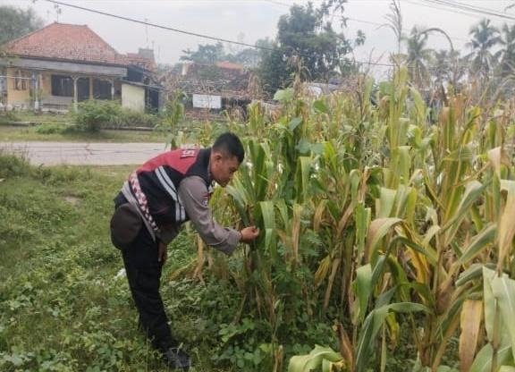 Polisi Polsek Banyusari Bersama Petani Monitoring Pertumbuhan Tanaman Jagung