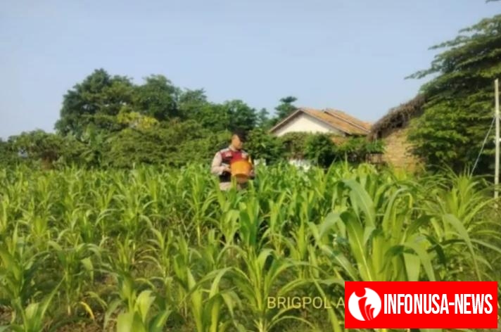 Wujud Perkuat Sinergitas Polri Melaksanakan Penyiraman Pohon Jagung Desa Gempol