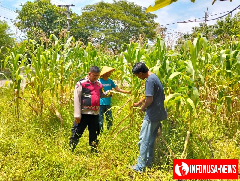 Anggota Polsek Batujaya melakukan Pengecekan Tanaman Jagung di Lahan LBS Desa Kutaampel