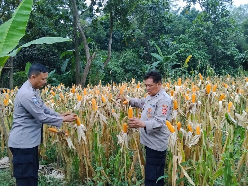 Bentuk Dukungan Polri Terhadap Program Pemerintah, Polsek Telukjambe Barat Cek Kondisi Pertumbuhan Jagung