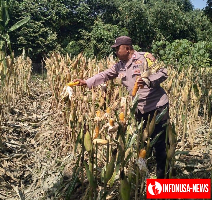Polsek Klari Polres Karawang Polda Banten Melaksanakan Panen Jagung Hibrida