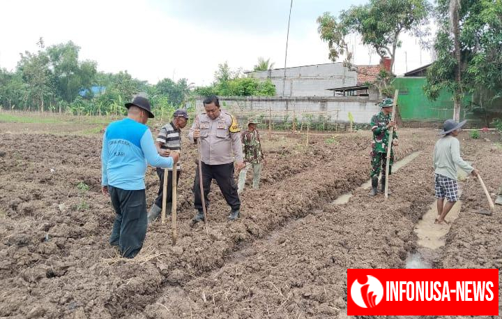Polsek Klari Bersama Pemdes Curug Dukung Ketahanan Pangan, Tanam Jagung di Lahan Baku Sawah