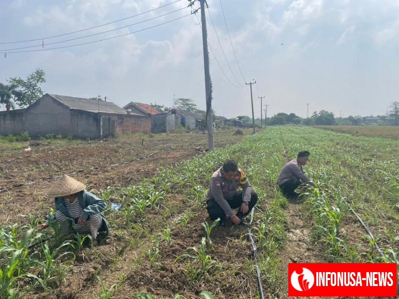 Personil Polsek Kotabaru Monitoring Pertumbuhan Tanaman Jagung Hibrida