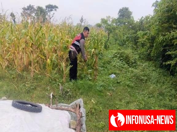 Bripka Satim Bhabinkamtibmas Polsek Banyusari Bersama Petani Monitoring Pertumbuhan Tanaman Jagung