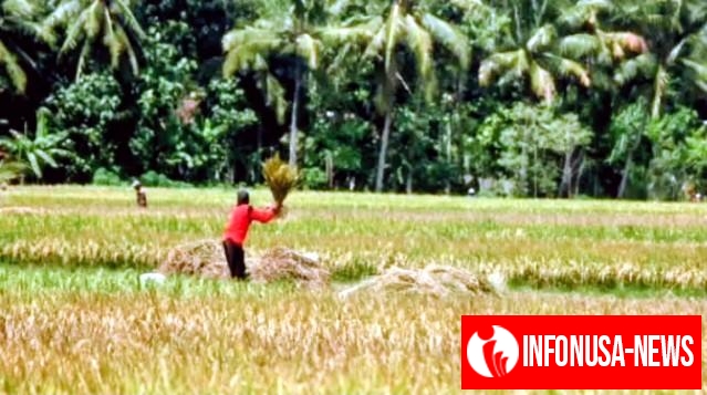 Badan Pusat Statistik (BPS) Merilis Luas Lahan Sawah di Depok Tahun 2024 Tersisa 61 Hektare, Tersebar di Tiga Kecamatan