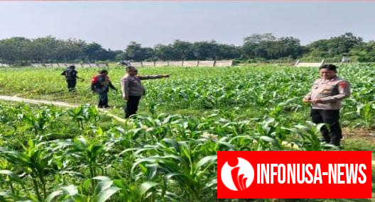 Guna Memastikan Hasil Panen Maksimal Polsek Purwasari Kembali Terus Monitoring Tanaman Jagung