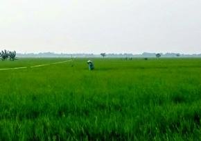 Kekeringan Mengintai, Petani Karawang Khawatir Gagal Panen